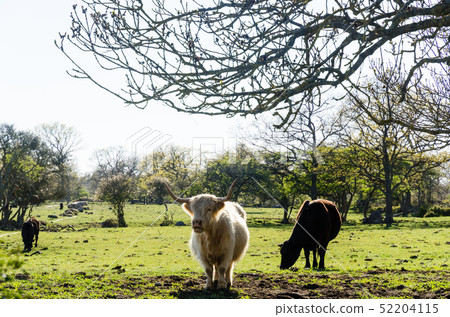 Cattle in a green pastureland 52204115