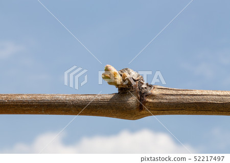 Shine Muscat Bud Shine Muscat Bud 52217497