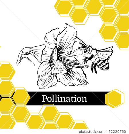 Bee pollinating flower sketch style vector illustration Bee pollinating flower sketch style vector illustration 52229760