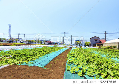 Field (early summer) 52247646
