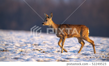 Young roe deer in winter walking on snow. Young roe deer in winter walking on snow. 52249523