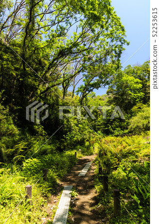 Oami一代（春天） 52253615