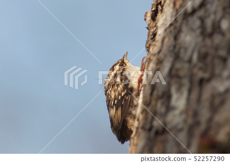 Hiba up of the fish Hiba up of the fish 52257290