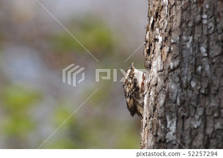 Persimmon in the forest 52257294