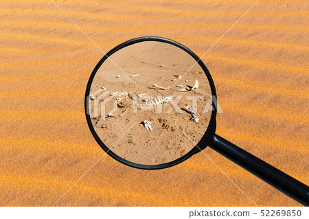 bones of an animal in the desert bones of an animal in the desert 52269850