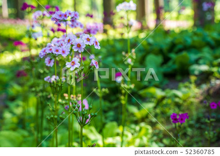 粳稻報春 52360785