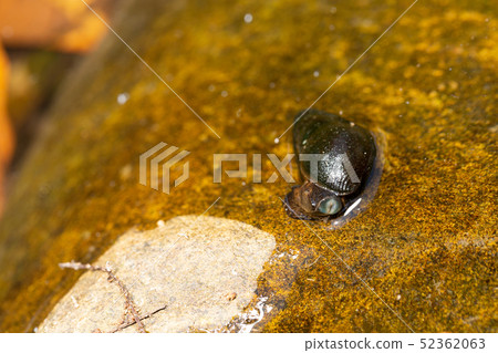 Kawanina mouth 52362063