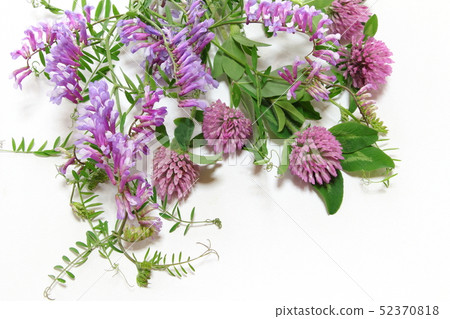 野花的香味 52370818