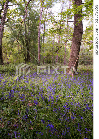 Blue Bell Forest UK Blue Bell Forest UK 52375659