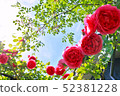 紅玫瑰和藍天 52381228