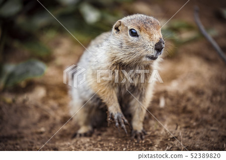 Cute funny gophers are eating,kamchatka peninsula,,Russia. Cute funny gophers are eating,kamchatka peninsula,,Russia. 52389820
