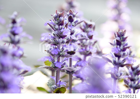 Purple flower Purple flower 52390121