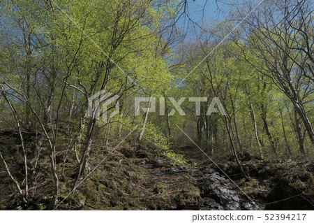 Oirase Towada Oirase Towada 52394217
