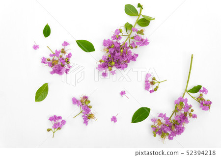Beautiful purple flower bouquet is blooming put on Beautiful purple flower bouquet is blooming put on 52394218
