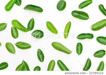 Bengal Currants Leaf on white wood background. 52394222