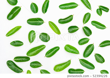 Bengal Currants Leaf on white wood background. Bengal Currants Leaf on white wood background. 52394226