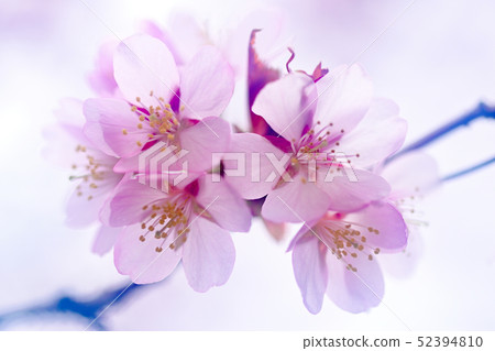 Ezo Yamazakura Ezo Yamazakura 52394810