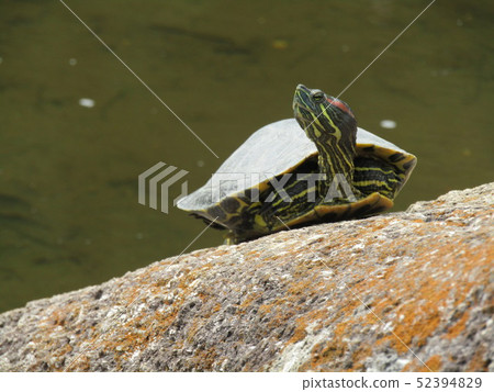 Tortoise to pond of Inage beach park 52394829