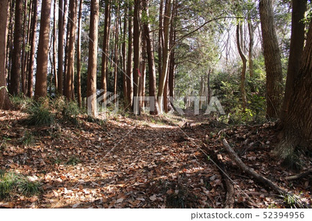 Forest road Forest road 52394956