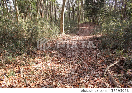 Forest road Forest road 52395018