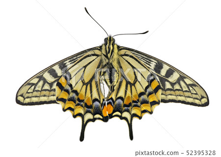 [Swallowtail butterfly] (depth synthesis) 52395328