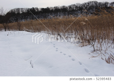 雪的足跡 雪的足跡 52395483