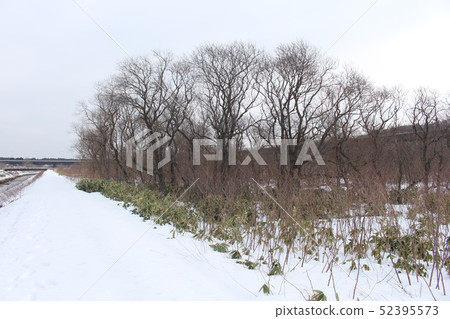 Snow scene Snow scene 52395573