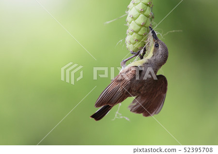 Image of purple sunbird(Female) on a branch. Image of purple sunbird(Female) on a branch. 52395708