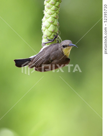 Image of purple sunbird(Female) on a branch. 52395710