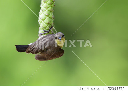 Image of purple sunbird(Female) on a branch. Image of purple sunbird(Female) on a branch. 52395711