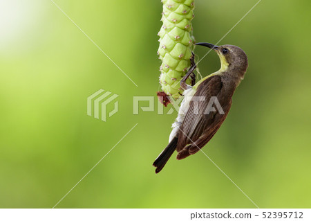 Image of purple sunbird(Female) on a branch . 52395712