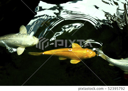 Goldfish swim lined up Goldfish swim lined up 52395792