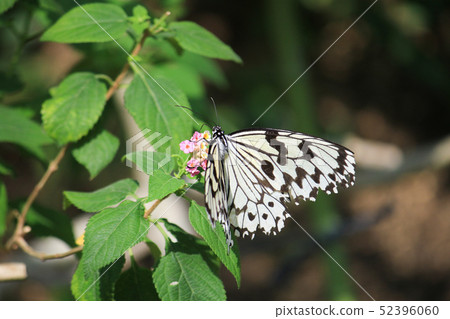 Scutellaria japonica (Idea Leuconoe) sucks on the honey of flowers 52396060