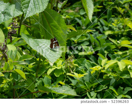 Asamama Ichimonji Asamama Ichimonji 52396263