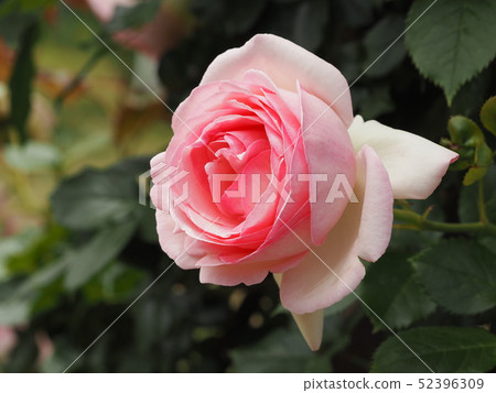 玫瑰粉紅色 52396309