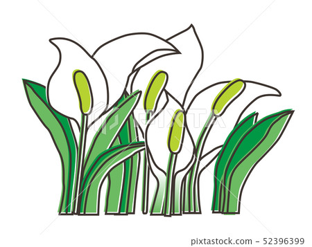 Minamata skunk cabbage 52396399