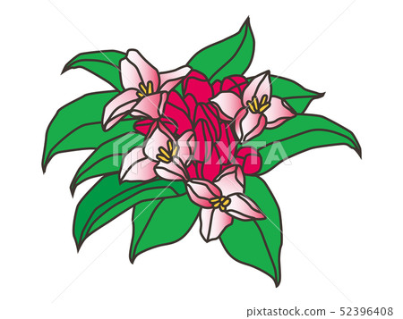 Shincho花達芙妮 Shincho花達芙妮 52396408