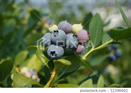 blueberry blueberry 52396602