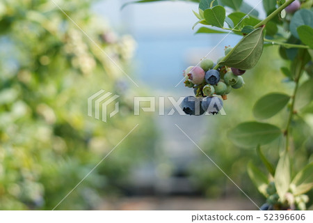 blueberry blueberry 52396606