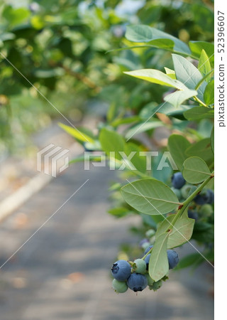 blueberry blueberry 52396607