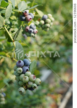 blueberry blueberry 52396608