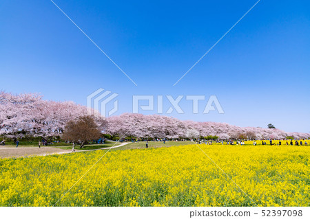 埼玉縣長島Gonendo的櫻花和油菜田 埼玉縣長島Gonendo的櫻花和油菜田 52397098