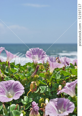 湘南海岸的粉紅色Hamahirugao 湘南海岸的粉紅色Hamahirugao 52397117