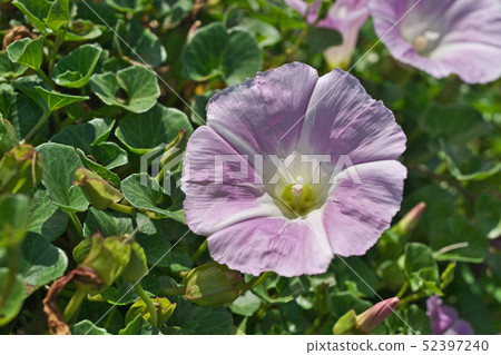 湘南海岸的粉紅色Hamahirugao 52397240