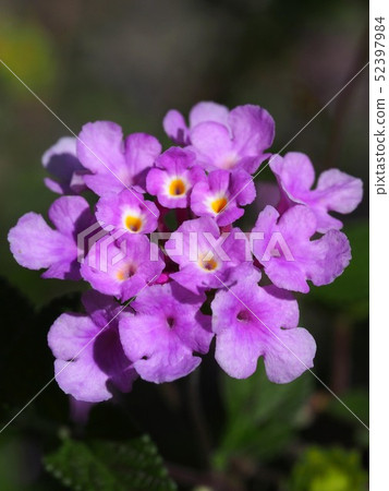 鈷紫馬纓丹花(淺紫七變) 鈷紫馬纓丹花(淺紫七變) 52397984