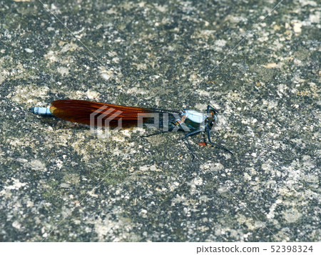 Nihonkawa Dragonfly Iwaba 52398324