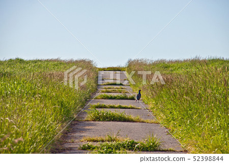 Gifu Prefecture Ena City Azuma Farm Ranch Bird 2 Gifu Prefecture Ena City Azuma Farm Ranch Bird 2 52398844