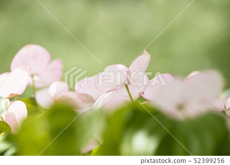 Wild boar flower white flower Wild boar flower white flower 52399256