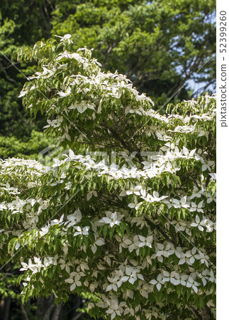 Wild boar flower white flower 52399260