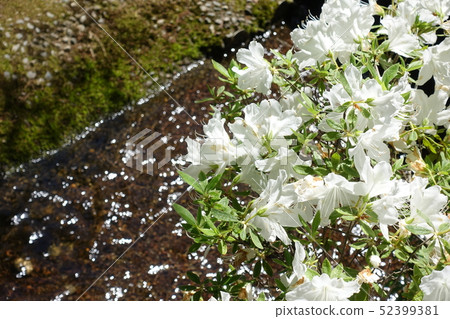 盛開的白杜鵑花 52399381